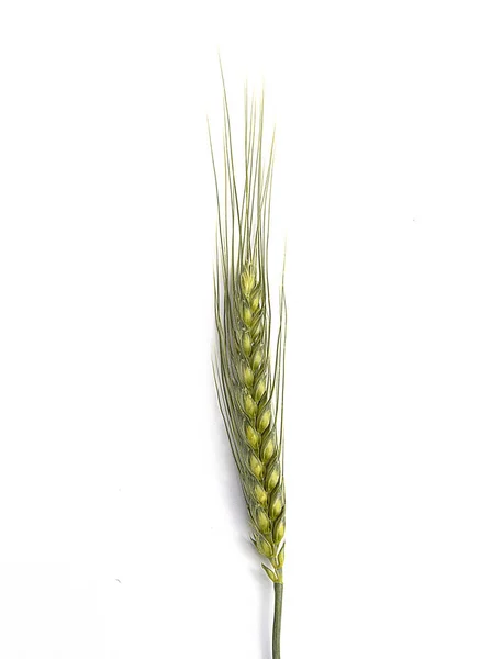 Weiße Weizenähren auf dem Boden, die schönsten Weizenähren, — Stockfoto