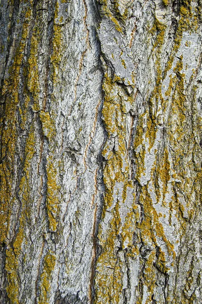 Peintures d'écorce de peuplier, peupliers, les coquilles à motifs merveilleux — Photo