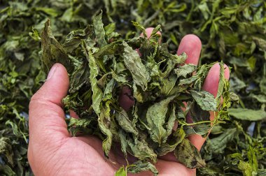 Kuru nane, taze nane doğal ve organik resimler, Kuru nane sosu çorba, Kuru nane kuru resme, sağlık, yemek nane içine koymak şartları içinde nane kurutulmuş