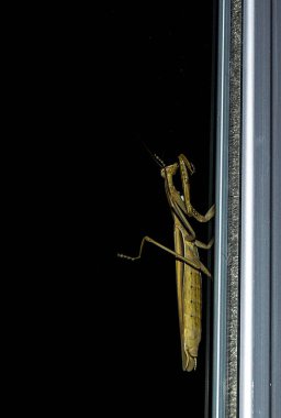 duvar, ev, baş ve ayakları locust içine çekirge giriş beyaz duvarda çekirge Resim Sergisi tırmanma çekirge,