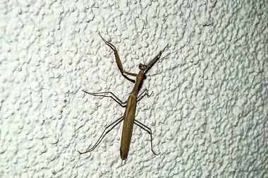 duvar, ev, baş ve ayakları locust içine çekirge giriş beyaz duvarda çekirge Resim Sergisi tırmanma çekirge,