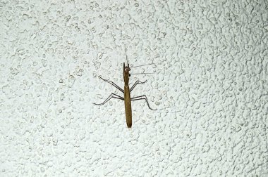 duvar, ev, baş ve ayakları locust içine çekirge giriş beyaz duvarda çekirge Resim Sergisi tırmanma çekirge,