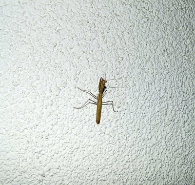 duvar, ev, baş ve ayakları locust içine çekirge giriş beyaz duvarda çekirge Resim Sergisi tırmanma çekirge,