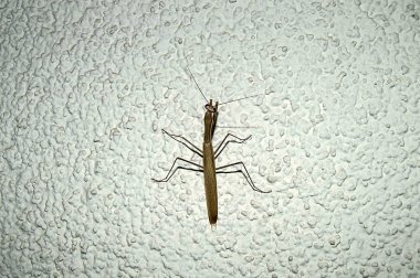 duvar, ev, baş ve ayakları locust içine çekirge giriş beyaz duvarda çekirge Resim Sergisi tırmanma çekirge,