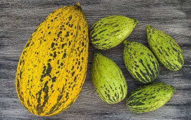 ham ve olgunlaşmamış küçük kavun yemek kilo, kavun bağırsak, düşük kalorili buzağı çalıştırmak için,