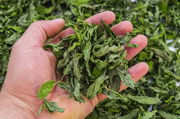 Mint Kering Gambar Mint Segar Alami Dan Organik Saus Mint — Stok Foto