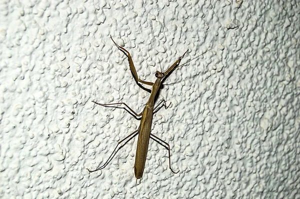 duvar, ev, baş ve ayakları locust içine çekirge giriş beyaz duvarda çekirge Resim Sergisi tırmanma çekirge,