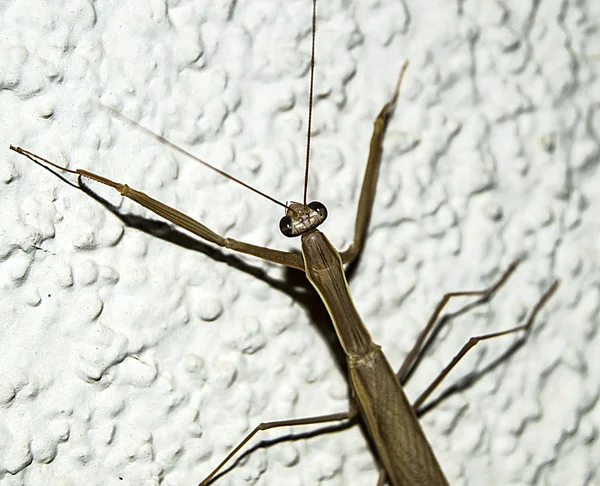 duvar, ev, baş ve ayakları locust içine çekirge giriş beyaz duvarda çekirge Resim Sergisi tırmanma çekirge,