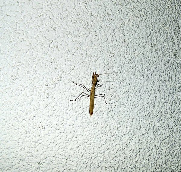 duvar, ev, baş ve ayakları locust içine çekirge giriş beyaz duvarda çekirge Resim Sergisi tırmanma çekirge,