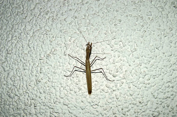 duvar, ev, baş ve ayakları locust içine çekirge giriş beyaz duvarda çekirge Resim Sergisi tırmanma çekirge,