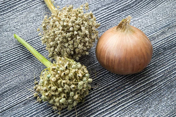 Onion Seeds Dried Onions Seeds Seeds Grow Dry Onions — Stock Photo, Image