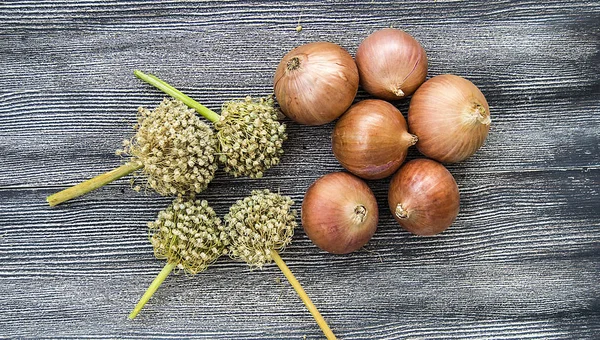 Κρεμμύδι Σπόροι Ξερά Κρεμμύδια Και Σπόρους Σπόρους Για Φυτρώσουν Ξηρά — Φωτογραφία Αρχείου