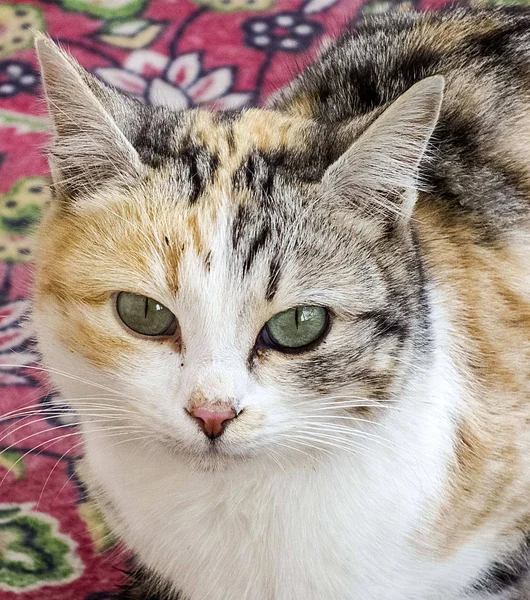 Los Ojos Del Gato Más Bellos Cerca Los Ojos Del — Foto de Stock