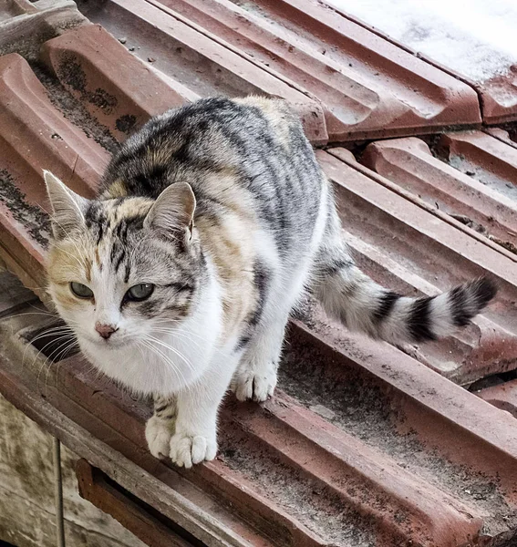 Most Beautiful Cat Eyes Closely Eyes Cat Different Original Cat — Stock Photo, Image