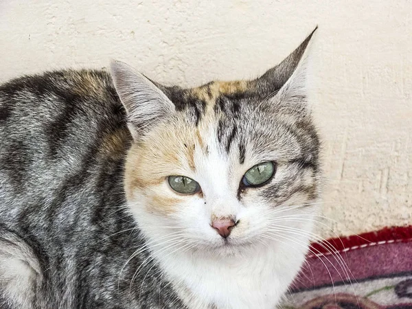 Gli Occhi Gatto Più Belli Vicino Gli Occhi Del Gatto — Foto Stock