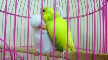 besleme kafesi sarı ve beyaz Kanarya kuşu hd video görüntü, evde kafesi kanarya besleme,