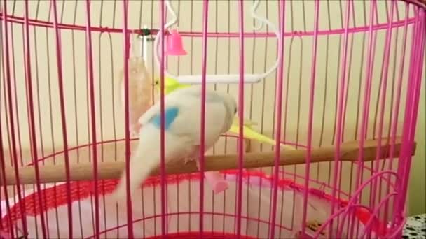 Besleme Kafesi Sarı Beyaz Kanarya Kuşu Video Görüntü Evde Kafesi — Stok video