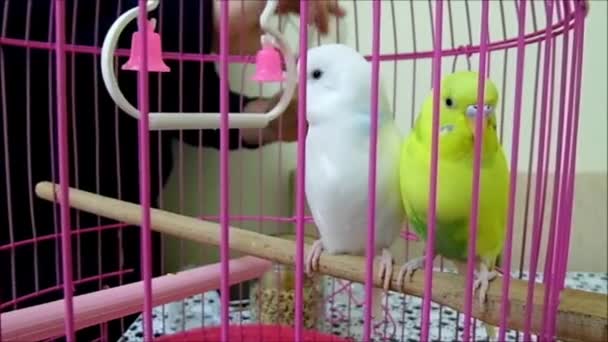 饲料在笼黄色和白色金丝雀鸟高清视频图像 饲料笼金丝雀在家里 — 图库视频影像