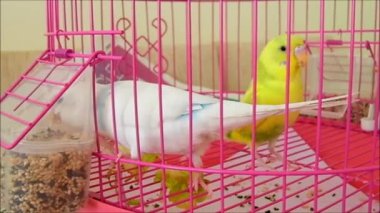 sahibi Kanarya kuşları besleme Kanaryalar evde, besleme