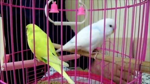 Voeden Kooi Gele Witte Canarische Vogel Video Beeld Voeden Kooi — Stockvideo