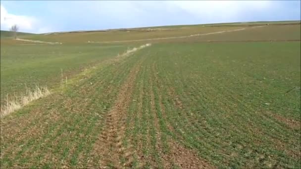 Tarwe Gerst Planten Landbouwgebieden Landbouwgebieden Continentaal Klimaat — Stockvideo