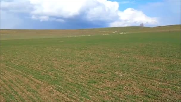 農業区域のムギおよびオオムギの植物 大陸性気候で農業地域 — ストック動画