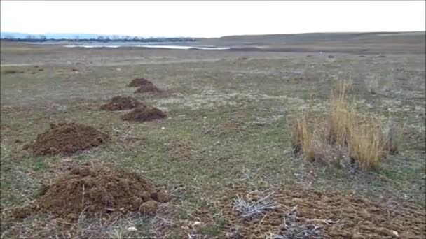 Köstebek Yuvası Köstebek Yuva Toprak Arazi Kabartmalı Köstebek Tatili Köstebek — Stok video