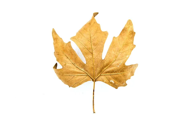 Сушеные Листья Сушеные Листья Дерева Белом Фоне Декоративные Сухие Листья — стоковое фото