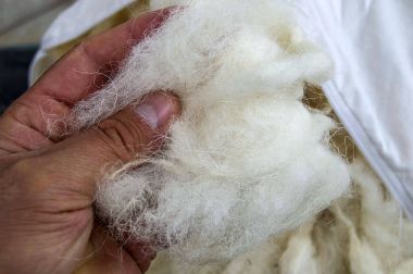 koyun yün, yün resimler, yorgan ve yastıklar doğal yün ile yapmak,