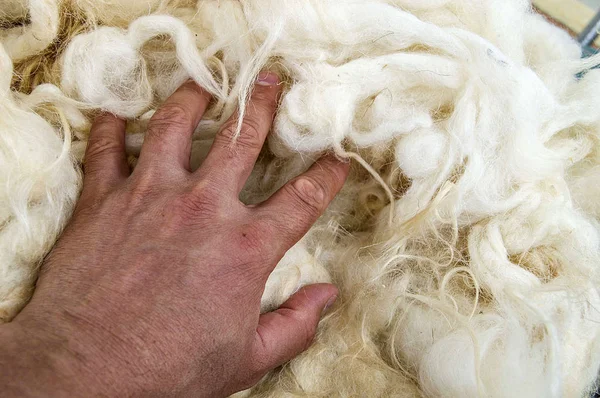 sheep wool, wool pictures, make quilts and pillows with natural wool,