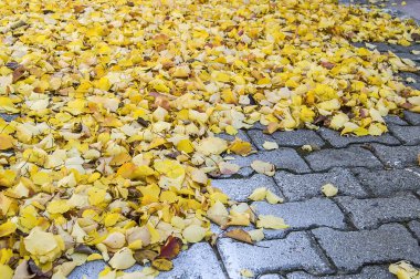 park ve soluk sarı masa oturan yaprakları, romantik sonbahar resimleri,