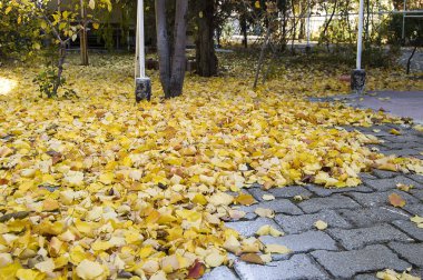 Sonbahar ay ve güz yaprakları sarı ve kaybı, sonbahar aylarında açmak sonbahar yaprakları sararmış yapraklar yerlere düşmek,