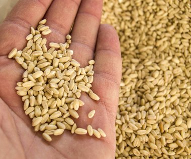 soyulmuş buğday tahıllar, Türkiye'de çorba yapmak için kullanılan buğday taneleri