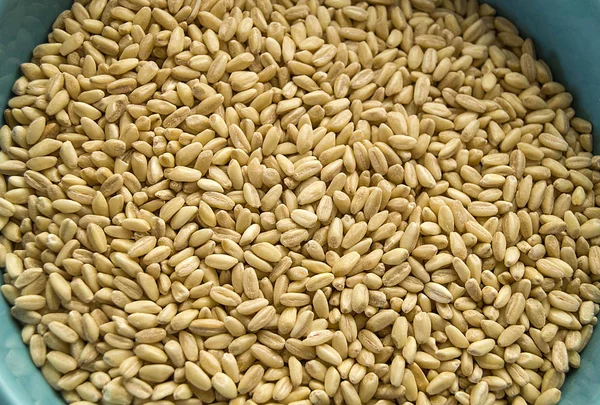 Очищенные Зерна Пшеницы Зерна Пшеницы Используемые Приготовления Супа Индейке — стоковое фото