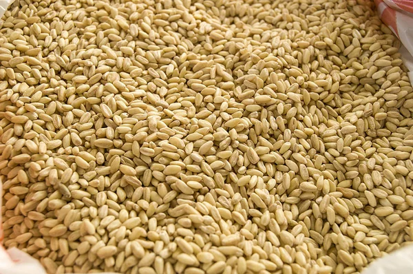 Очищенные Зерна Пшеницы Зерна Пшеницы Используемые Приготовления Супа Индейке — стоковое фото