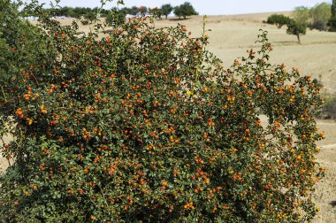 Kuşburnu ağaç ve meyve, bitkisel çay Kuşburnu yapmak için Kuşburnu meyve toplamak,