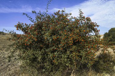 Kuşburnu ağaç ve meyve, bitkisel çay Kuşburnu yapmak için Kuşburnu meyve toplamak,