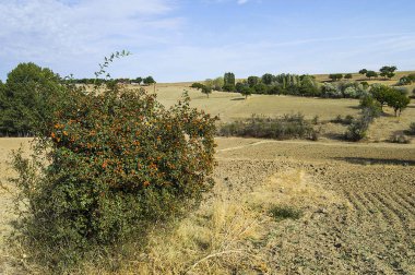 Kuşburnu ağaç ve meyve, bitkisel çay Kuşburnu yapmak için Kuşburnu meyve toplamak,