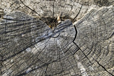 Ağaç kalıntıları, eski ağaç yaş öğrenme,