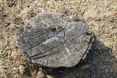 Ağaç kalıntıları, eski ağaç yaş öğrenme,