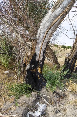 doğaya zarar veren orman yangınları, yan ağaçlar, ağaçlar yangında zarar görmüş,