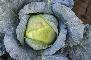 organik doğal Beyaz lahana bitki, şimdi olgun bakkallarda satılan hazır,