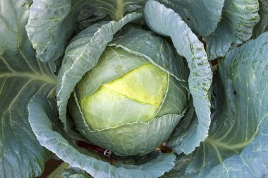 organik doğal Beyaz lahana bitki,
