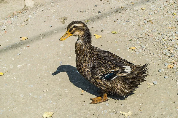 domestic village ducks, free-living domestic ducks