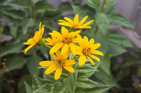 Jerusalem artichoke flower pictures, the most beautiful yellow colored excellent vegetable flowers, flowers pictures of Jerusalem plants,