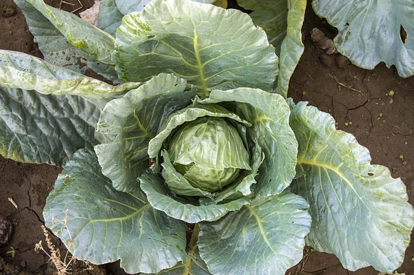 Organic Natural White Cabbage Plant — Stock Photo, Image