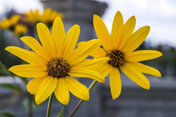 Jerusalem artichoke flower pictures, the most beautiful yellow colored excellent vegetable flowers, flowers pictures of Jerusalem plants,