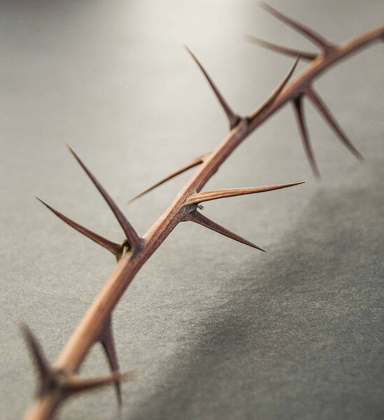 thorns, dry thorns and pointed needles standing on black ground,