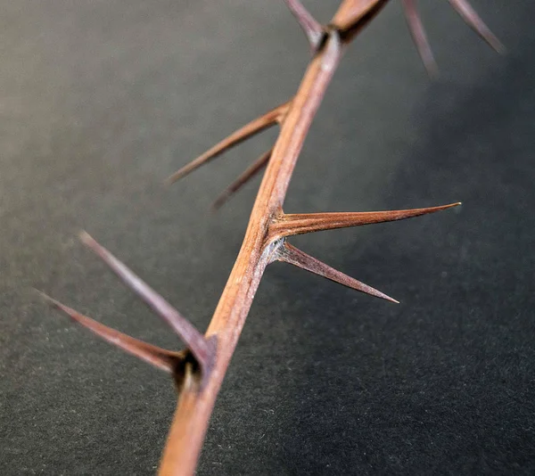 Thorns Dry Thorns Pointed Needles Standing Black Ground — Stock Photo, Image