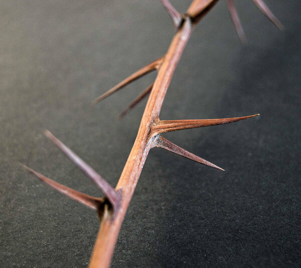 thorns, dry thorns and pointed needles standing on black ground,